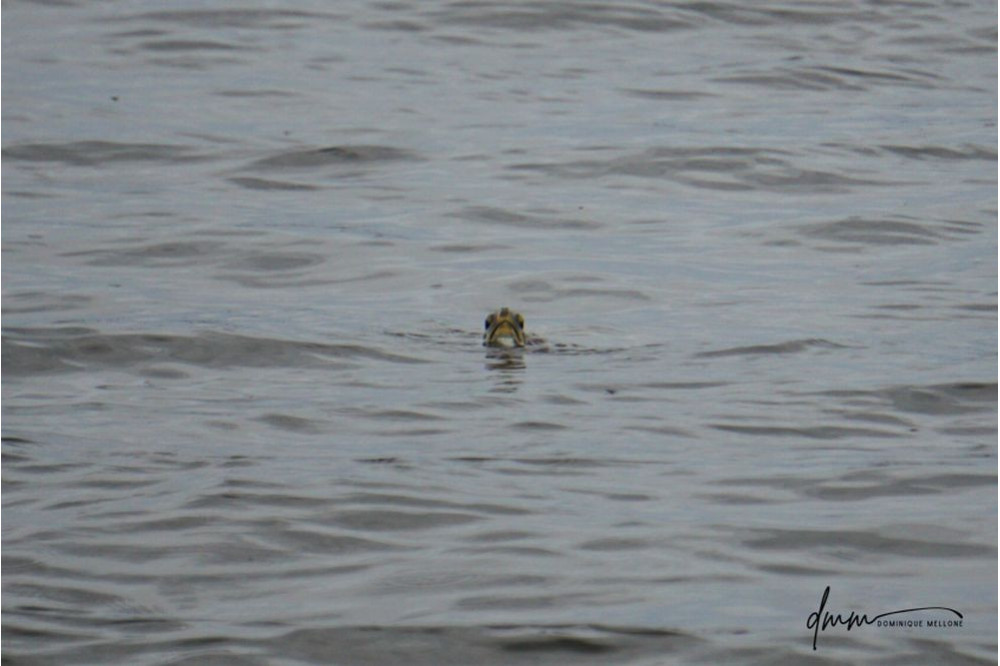 Green Sea Turtle- Angry