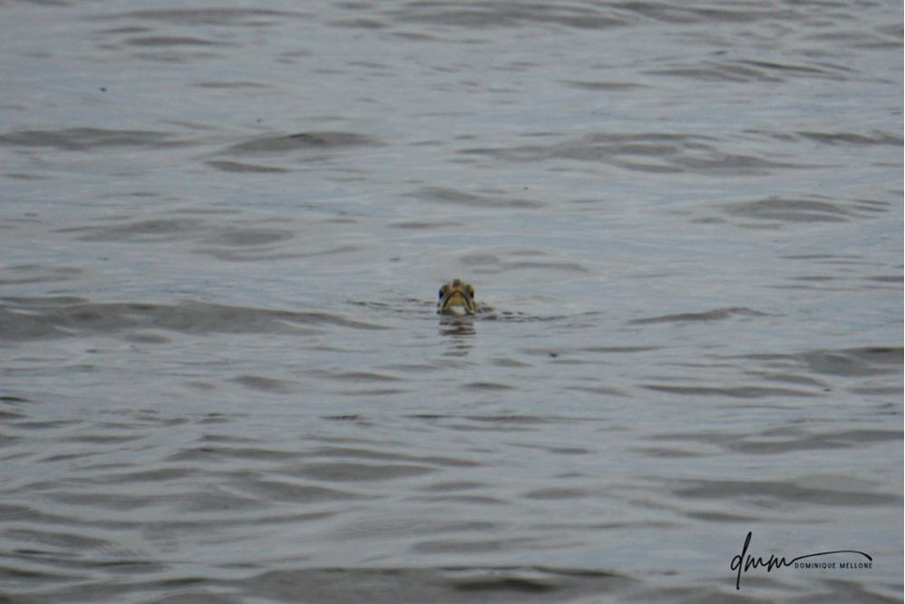 Green Sea Turtle- Angry