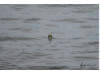 Green Sea Turtle- Angry