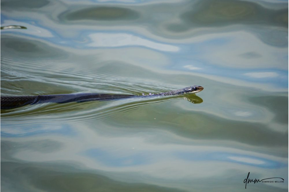 Racer Snake- Swimming 1