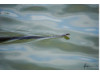 Racer Snake- Swimming 1