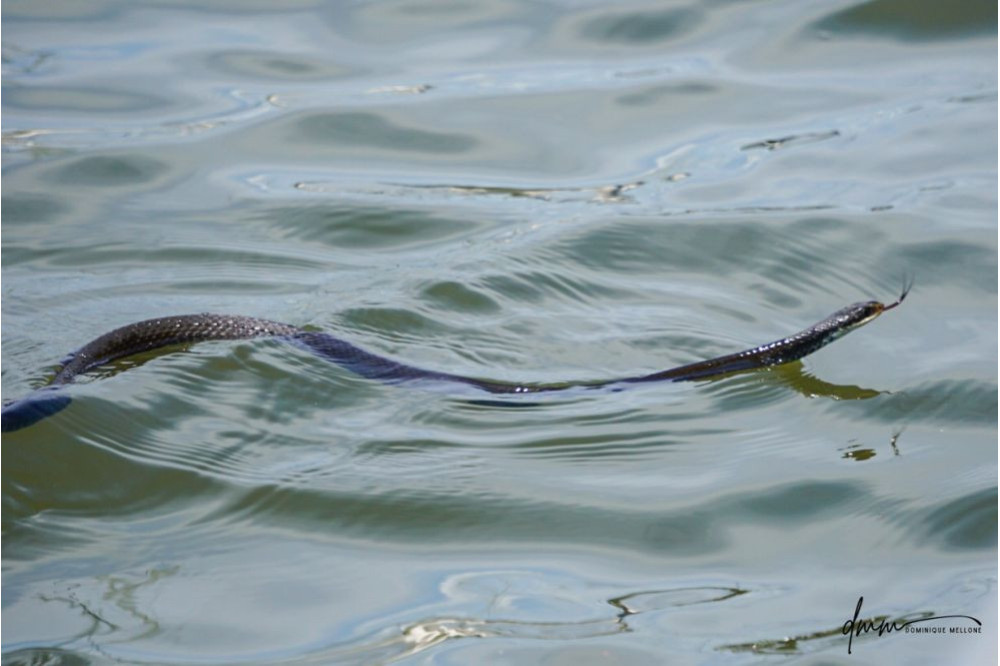 Racer Snake- Swimming 2