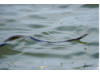 Racer Snake- Swimming 2