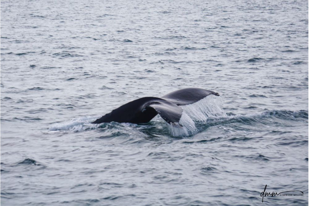 Humpback Whale- Fluke 1