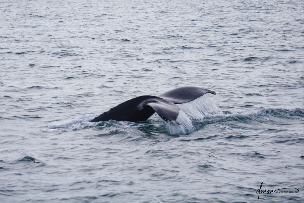 Humpback Whale- Fluke 1