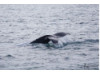 Humpback Whale- Fluke 1