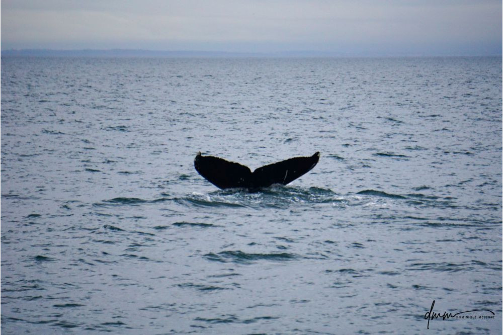 Humpback Whale- Fluke 2