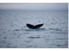 Humpback Whale- Fluke 2