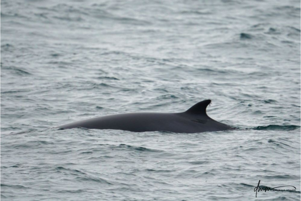 Minke Whale