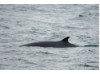 Minke Whale