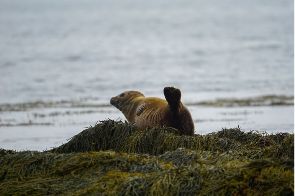 Harbor Seal- Banana Pose 1
