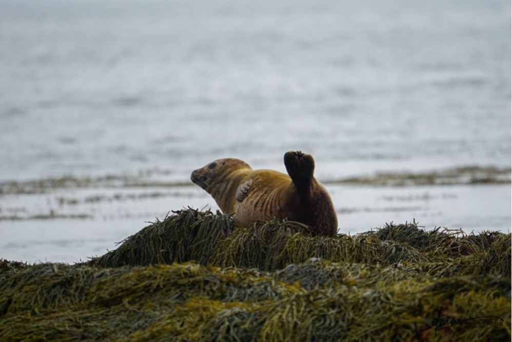 Harbor Seal- Banana Pose 1