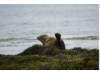 Harbor Seal- Banana Pose 1