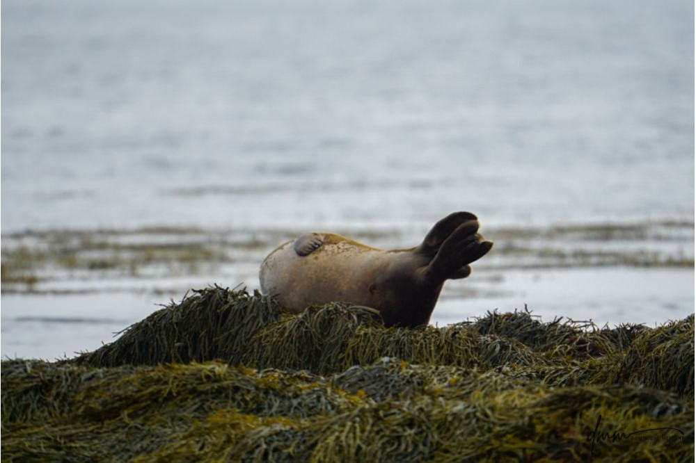 Harbor Seal- Banana Pose 2