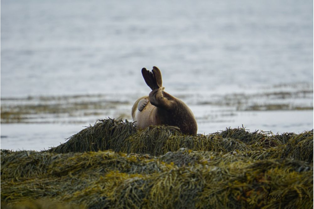 Harbor Seal- Banana Pose 3