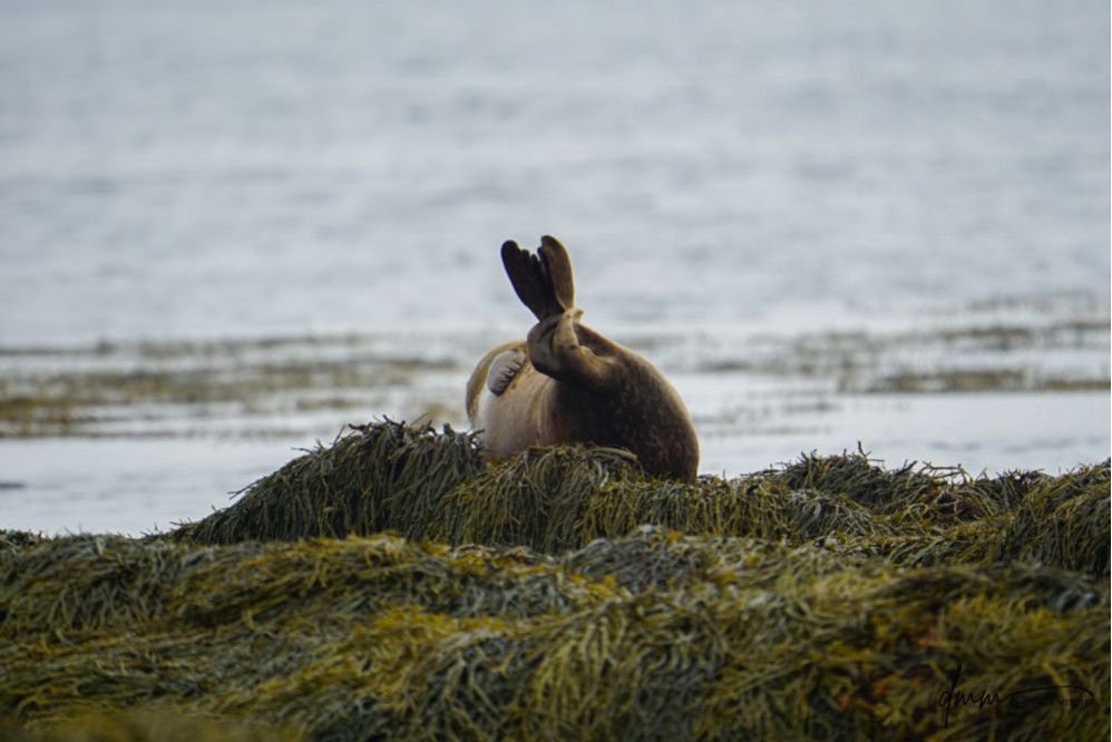 Harbor Seal- Banana Pose 3