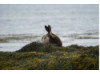 Harbor Seal- Banana Pose 3