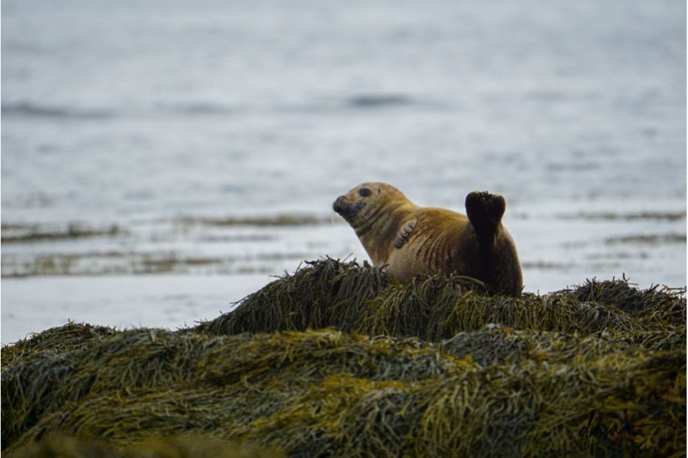 Harbor Seal- Banana Pose 4