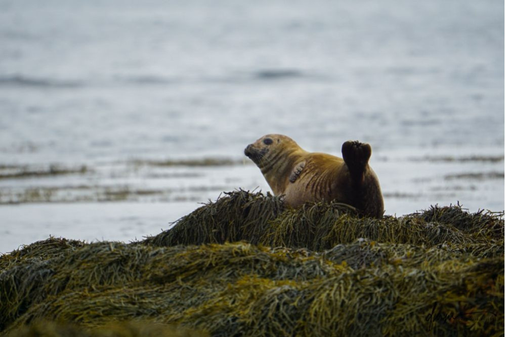 Harbor Seal- Banana Pose 4