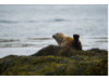 Harbor Seal- Banana Pose 4