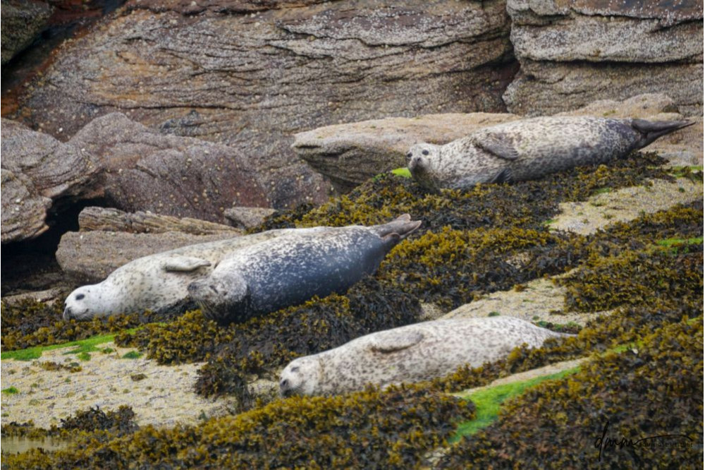 Harbor Seal- Group