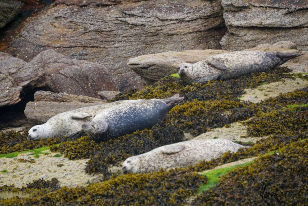 Harbor Seal- Group