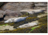 Harbor Seal- Group
