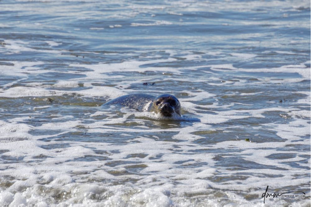 Harbor Seal- In Surf 1