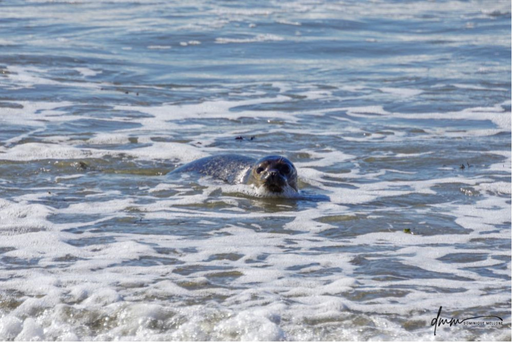 Harbor Seal- In Surf 1