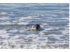 Harbor Seal- In Surf 1