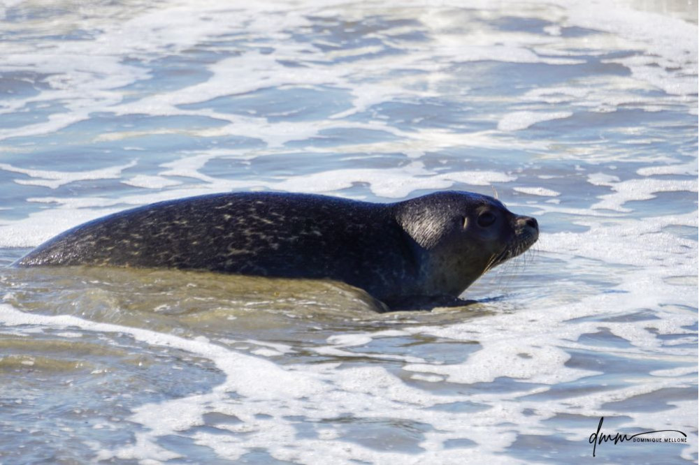 Harbor Seal- In Surf 2