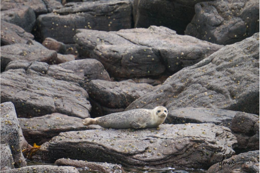 Harbor Seal- On Rocks 1