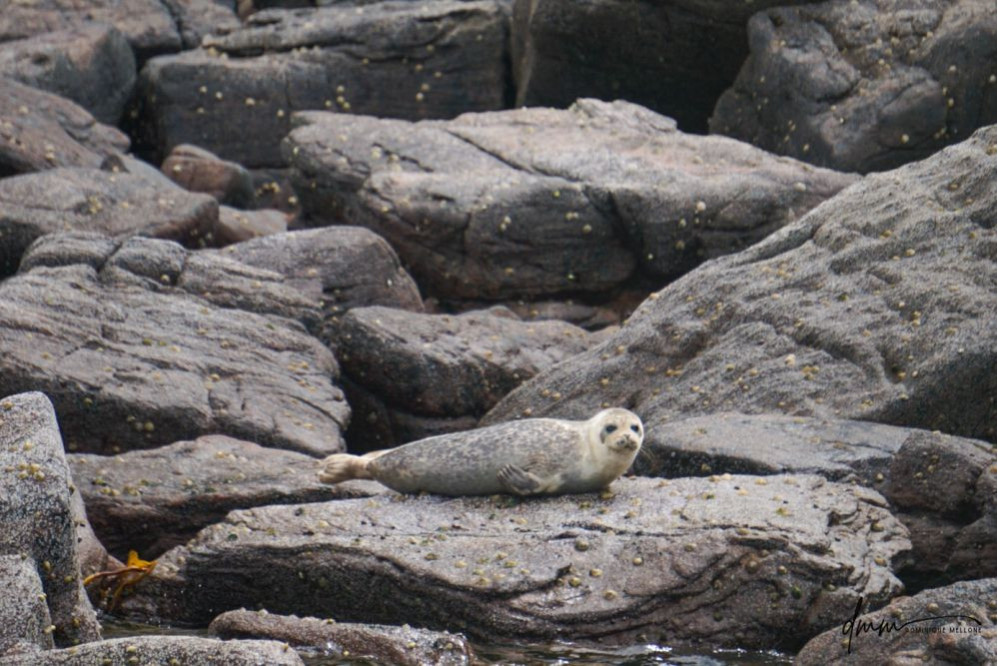 Harbor Seal- On Rocks 1