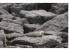 Harbor Seal- On Rocks 1