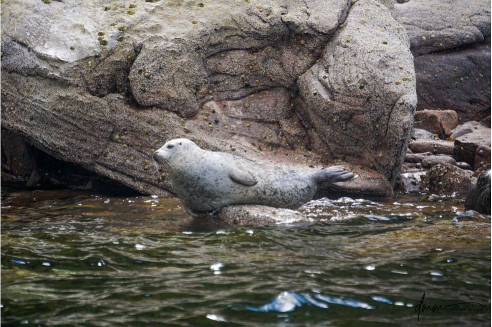 Harbor Seal- On Rocks 2