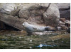 Harbor Seal- On Rocks 2