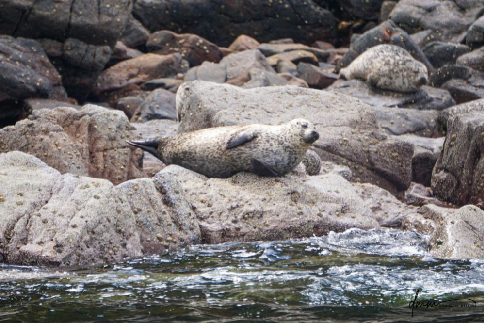 Harbor Seal- On Rocks 3
