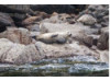 Harbor Seal- On Rocks 3
