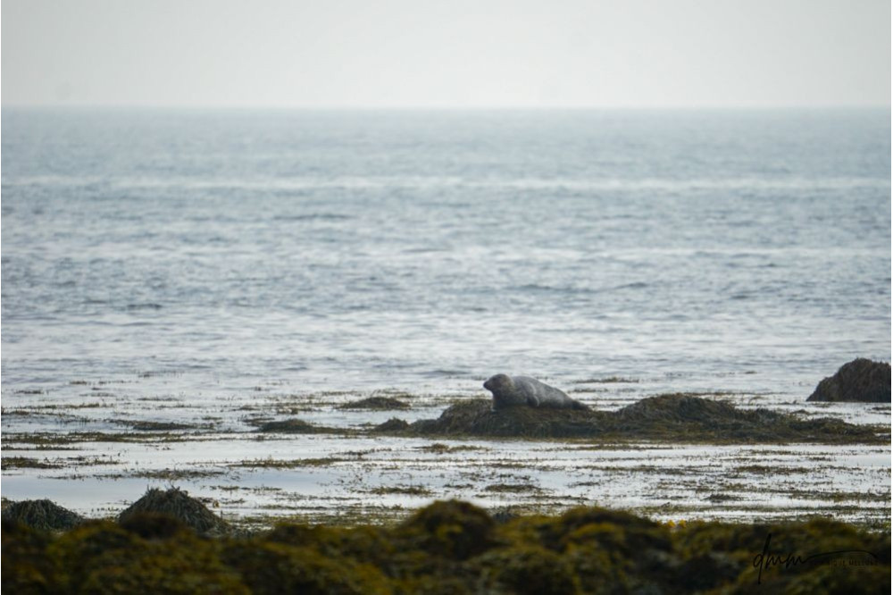 Harbor Seal- On Rocks 4