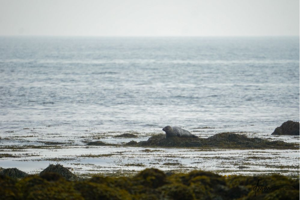 Harbor Seal- On Rocks 4