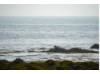 Harbor Seal- On Rocks 4