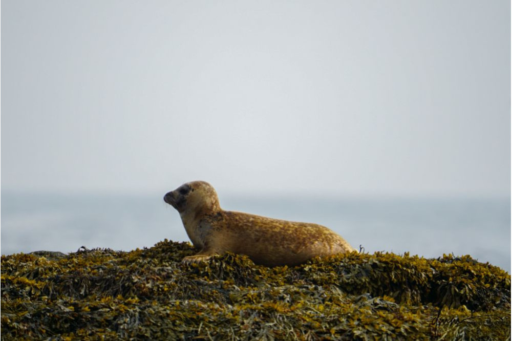 Harbor Seal- On Seaweed 3