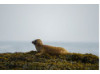 Harbor Seal- On Seaweed 3