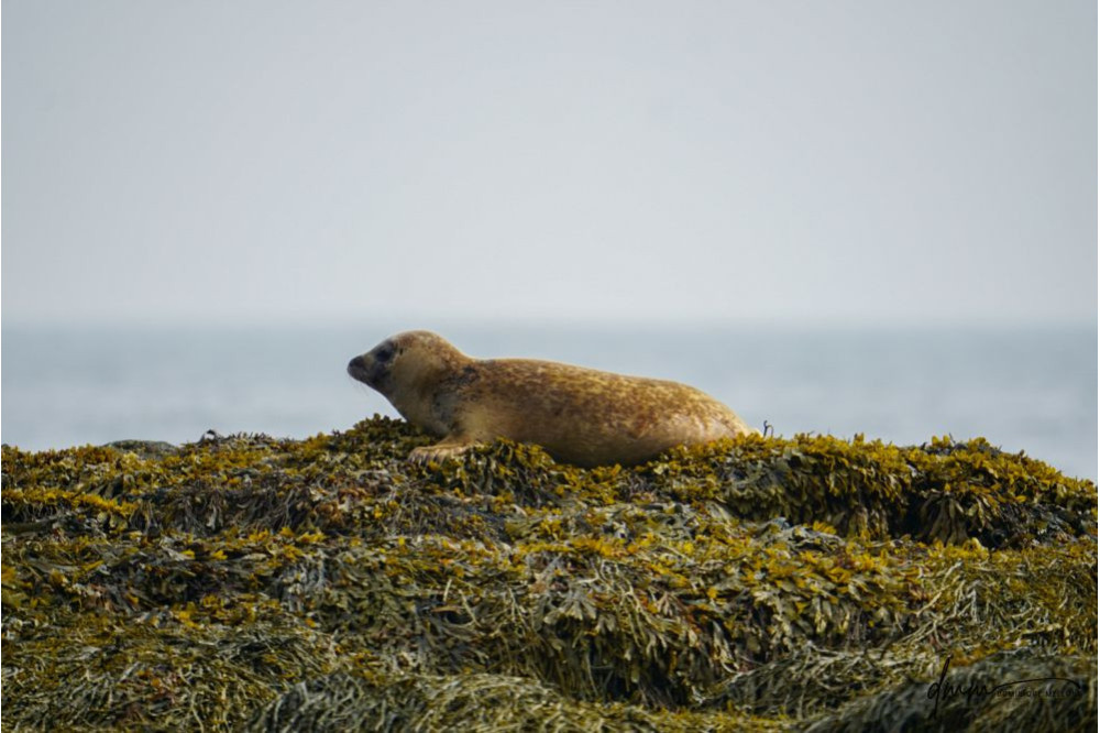 Harbor Seal- On Seaweed 1