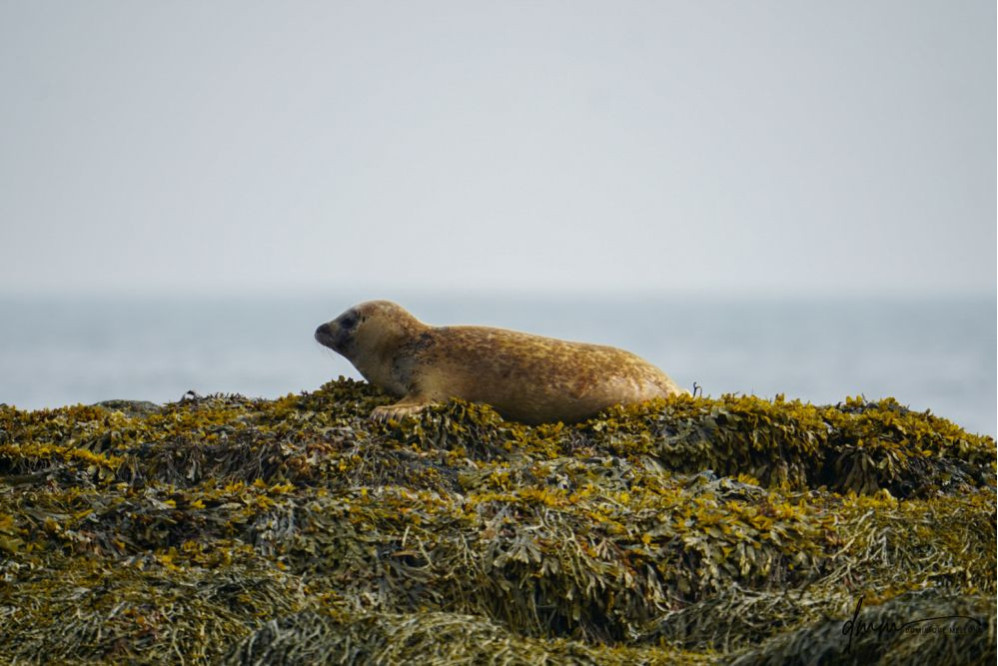 Harbor Seal- On Seaweed 1