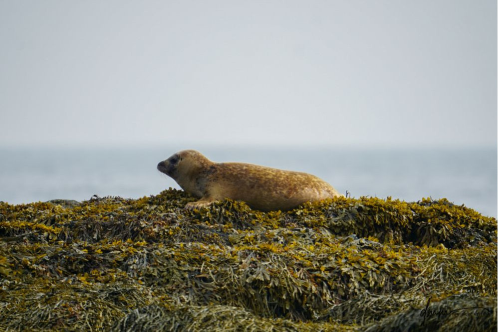 Harbor Seal- On Seaweed 1