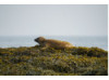 Harbor Seal- On Seaweed 1