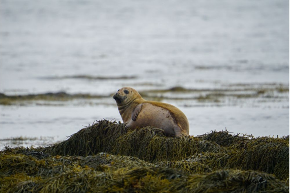 Harbor Seal- On Seaweed 2