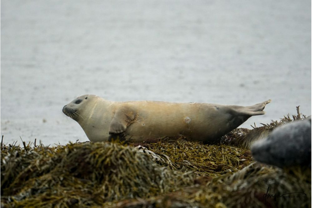 Harbor Seal- On Seaweed 4
