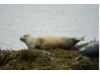 Harbor Seal- On Seaweed 4